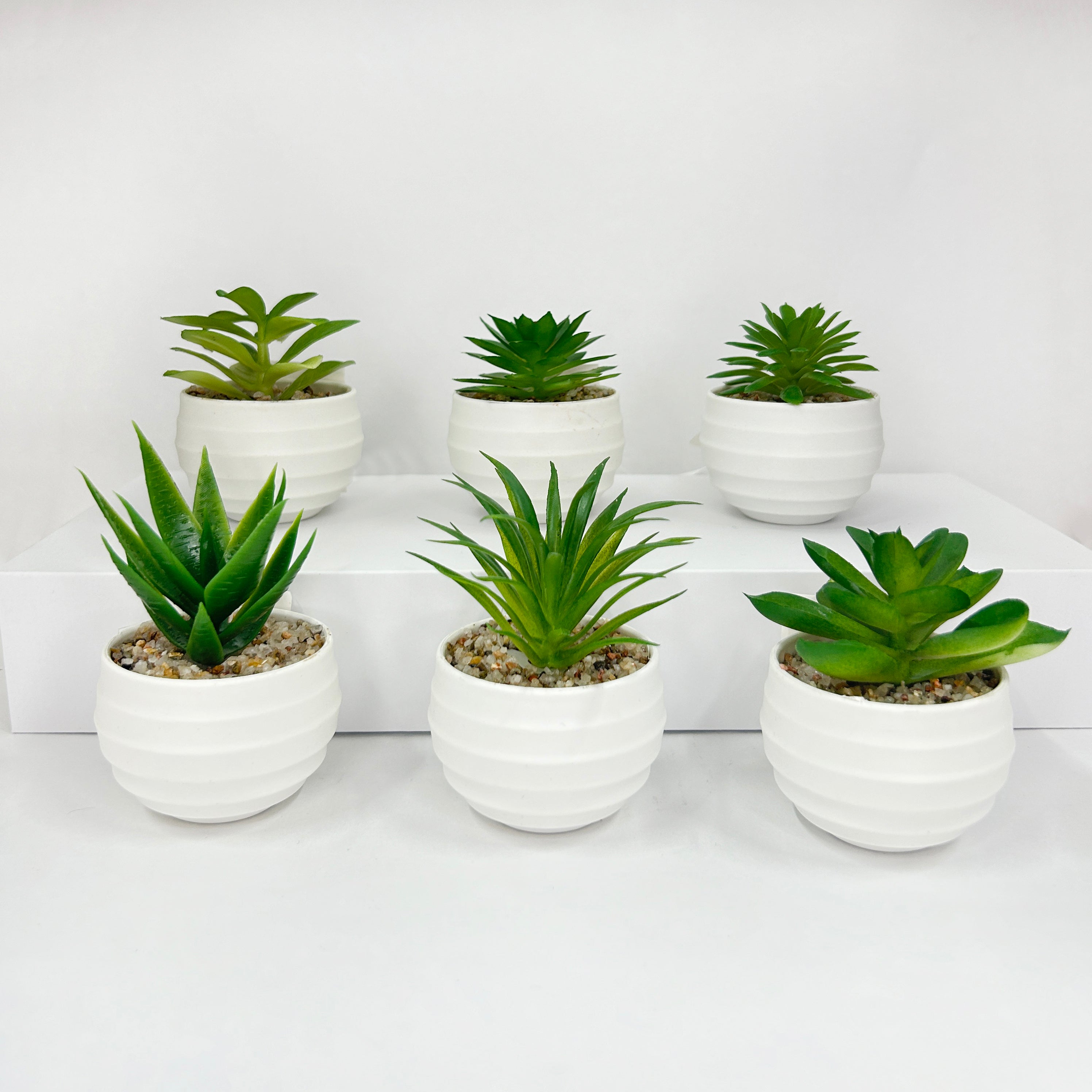 Suculenta planta artificial