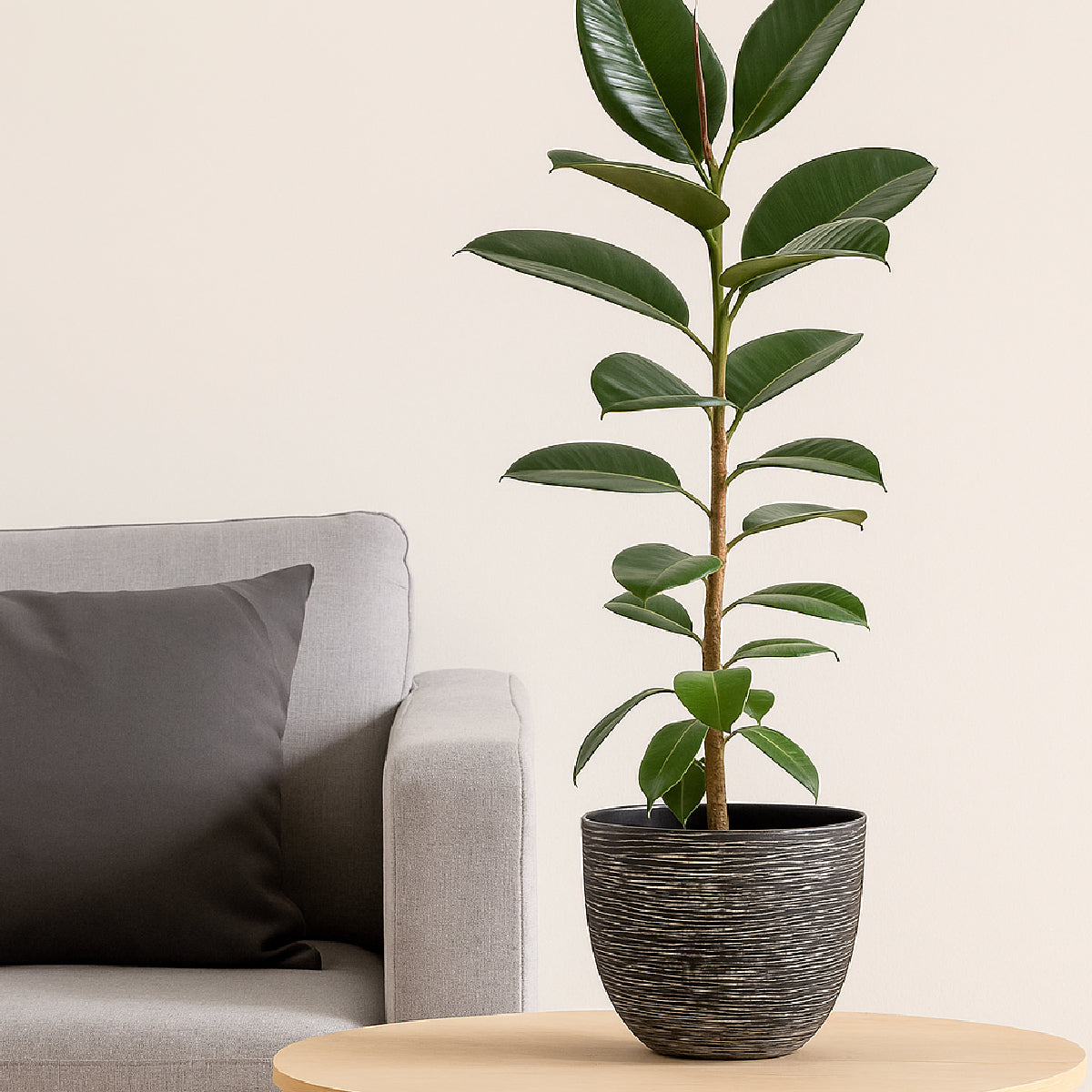 Maceta de plástico redonda chico